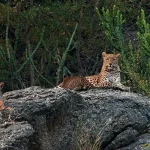 Udaipur to Ranakpur & Jawai Tour